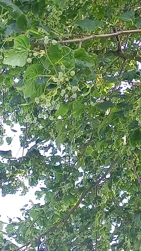 Redon- park Stock Footage 279995689