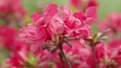 Red/Pink Flowers Stock Footage 171118863