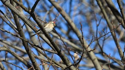 Redpoll perched on the branch observing Stock Photos