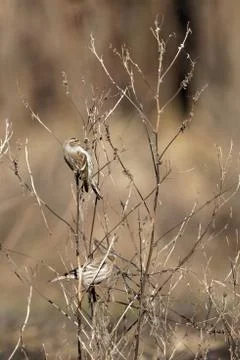 Redpoll Ukraine 2018 Stock Photos