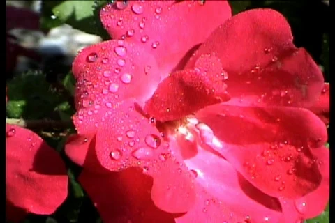 Redroses1 스톡 동영상 731778