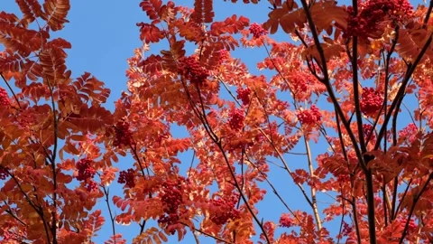 Reds rowan branches move across blue sky in sunlight. Autumn nature background Stock Footage 253588026