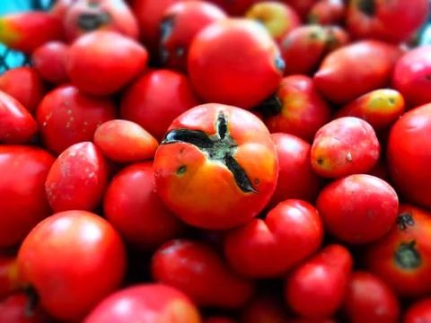 Reds tomatoes Stock Photos