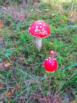 Reds in a white peas fly agaric, on a glade in the forest Stock Photos