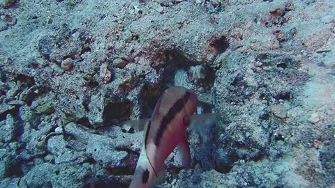 Redsea Stock Footage 157766204