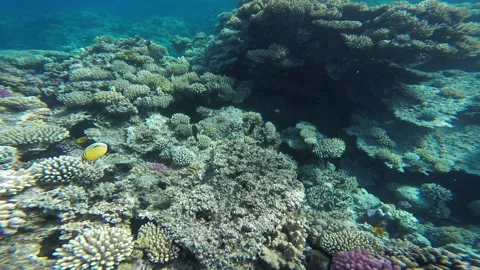 Redsea Under water Corals Stock Footage 147518408