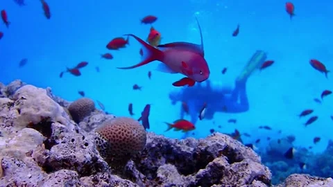 Redsea1 Stock Footage 157767095