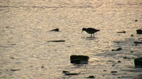 Redshank 1 Stock-Footage 95845