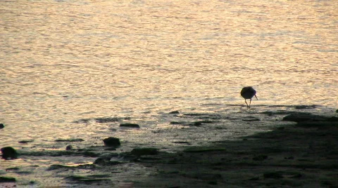 Redshank 2 Stock-Footage 95832