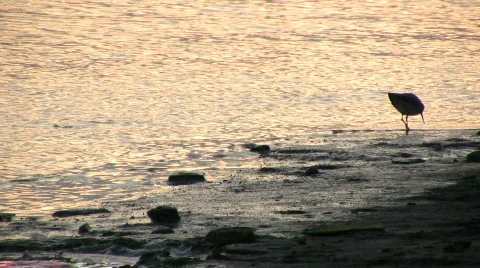 Redshank 3 Stock-Footage 95818