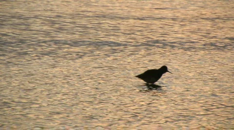 Redshank 5 Stock-Footage 95807