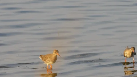 Redshank 5 Tringa totanus two birds displaying then flying off Stock Footage 120218400
