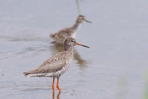 Redshank with a chick in the background Stock Photos