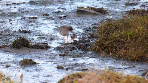Redshank feeding Stock Footage 321473250