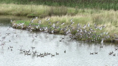 Redshank fly off 스톡 동영상 67276642