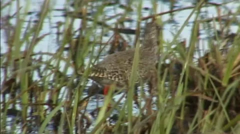 Redshank Stock Footage 18189111