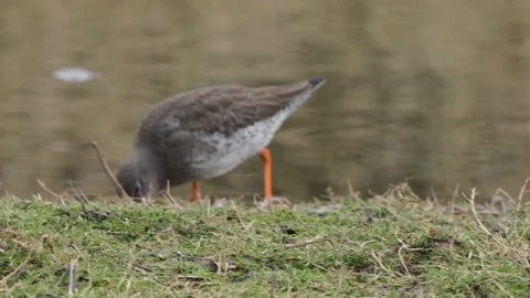 Redshank foraging in the margins Vidéo 162474480