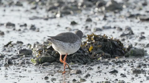 Redshank ( Tringa totanus )  Feeding on mud flats Stock Footage 258342014