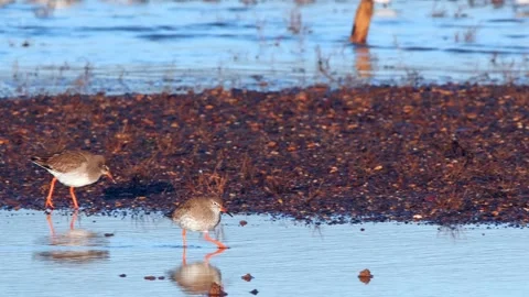 Redshank (Tringa totanus) 스톡 동영상 143000171