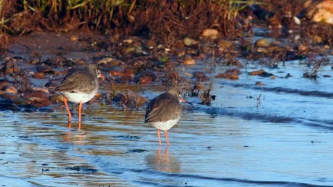 Redshank (Tringa totanus) Stock-Footage 143000709