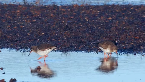 Redshank (Tringa totanus) 動画素材 143000874