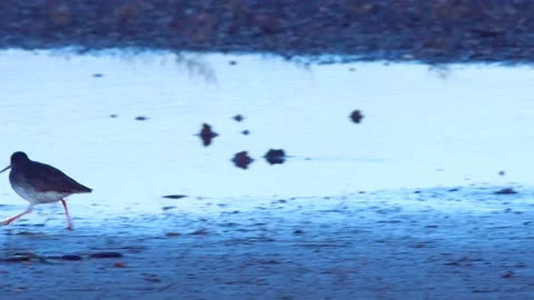 Redshank (Tringa totanus) Stock Footage 143006530