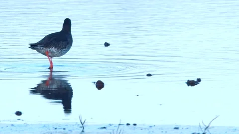 Redshank (Tringa totanus) Stock Footage 143048829