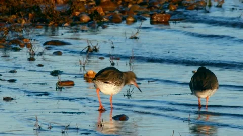 Redshank (Tringa totanus) Stock Footage 143086868