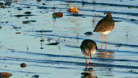 Redshank (Tringa totanus) Stock Footage 143086962