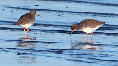 Redshank, Tringa totanus Stock-Footage 143676219