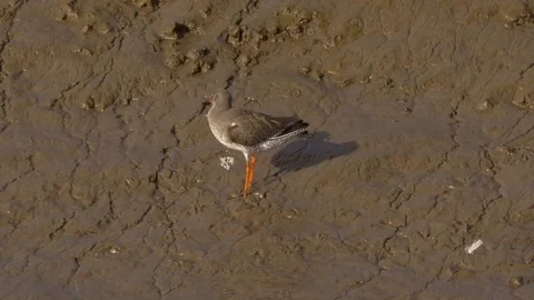 Redshank Tringa totanus preening on mud bank Stock Footage 82660281