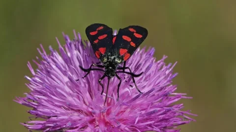 Redspotted Black Moth on Thistle. Stock Footage 307264339