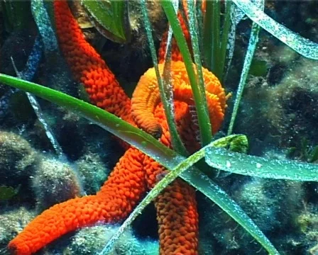 RedStarfish (C134) 動画素材 104718