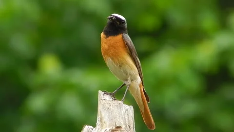 Redstart and White wagtail. Stock Footage 139053938