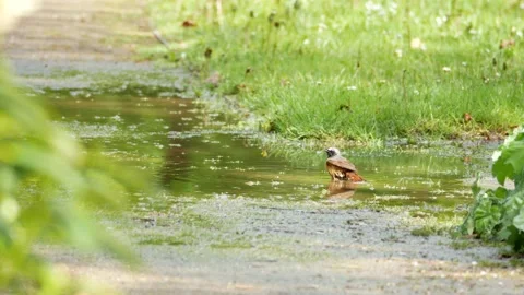 Redstart bathes in puddle - sunny day in a spring park - bird bath Stock Footage 155536703