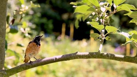 Redstart Bird on a Branch Stock Footage 77832822