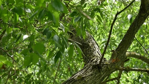 Redstart bird Video stock 116712256