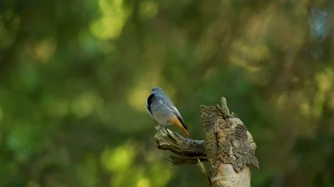 Redstart bird in forest Stock Footage 121922985