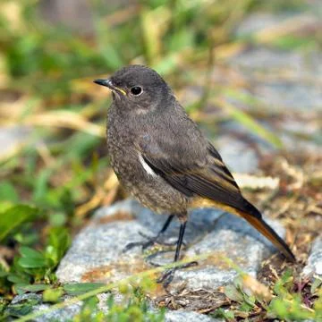 Redstart bird Stock Photos