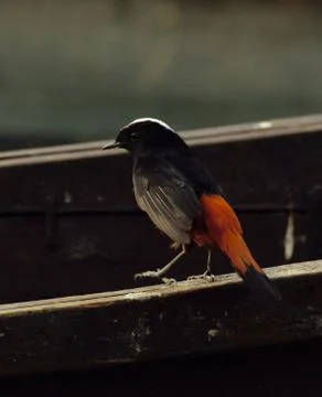 Redstart bird Stock-Fotos