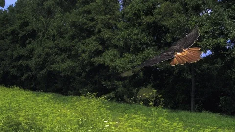 Redstart Buzzard flying. Ultra slow motion hispeed  2000fps Video stock 92906685