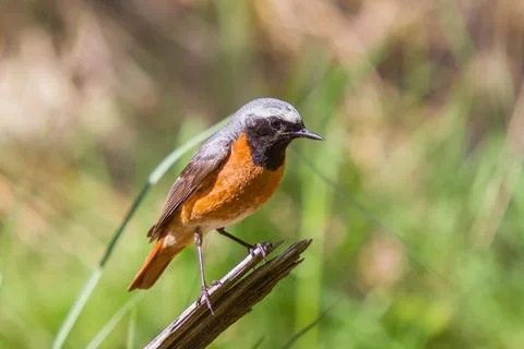 Redstart in clearing in forest Stock Photos