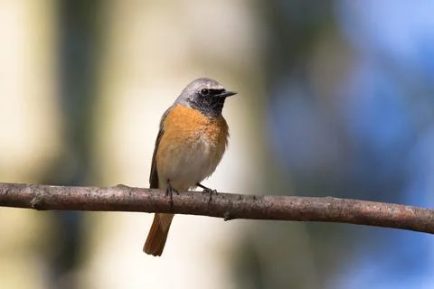 Redstart with colored background on branch Stock Photos