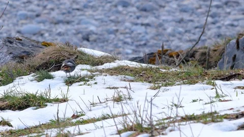 Redstart flying an hopping above gras and snow in spring Stock Footage 152019438