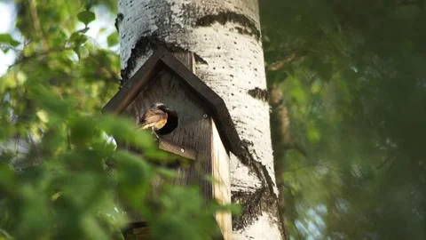 Redstart Stock Footage 132338425