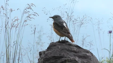 Redstart (Monticola saxatilis) Codirossone Stock Footage 246700178