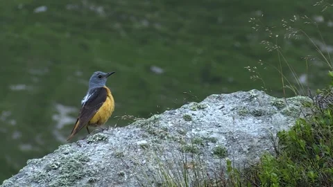 Redstart (Monticola saxatilis) Codirossone Stock Footage 248917283