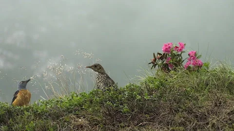 Redstart (Monticola saxatilis) Codirossone Video stock 250451237