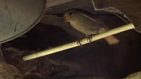 Redstart mother calling for her fledgling under the eaves Stock Footage 337647563