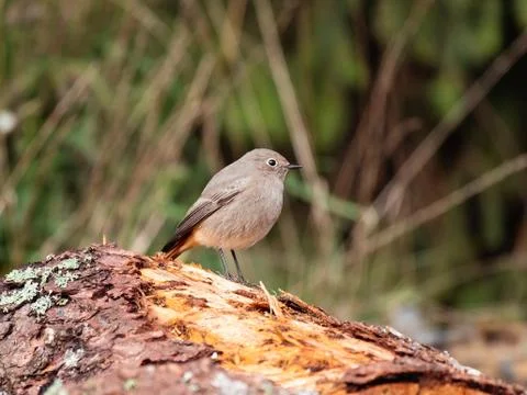 Redstart perched on wood log Stock Photos